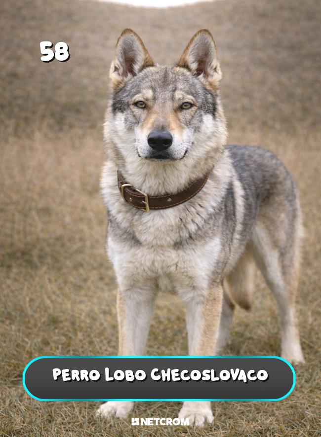 Perro Lobo Checoslovaco