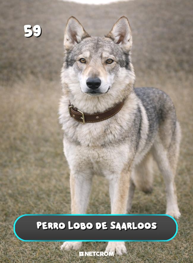 Perro Lobo de Saarloos