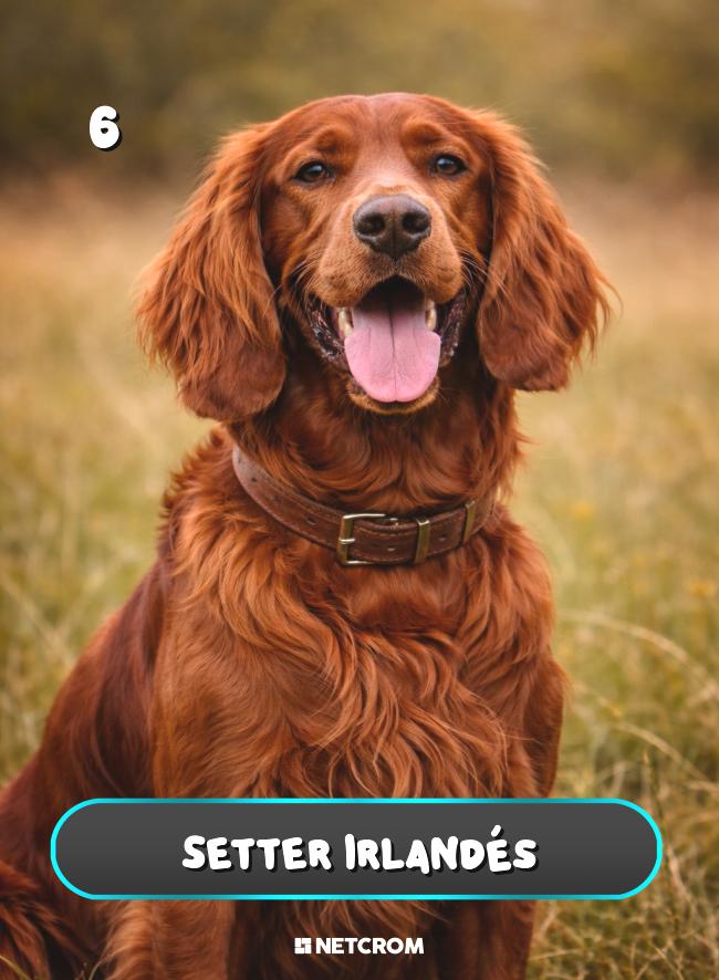 Setter Irlandés