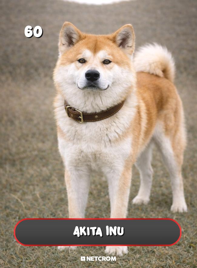 Akita Inu