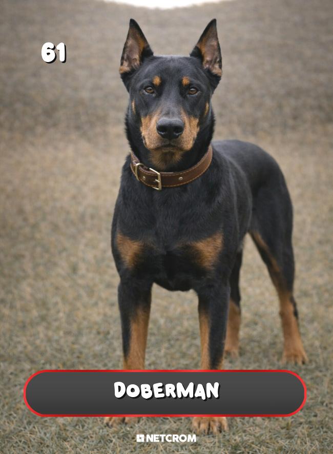 Doberman
