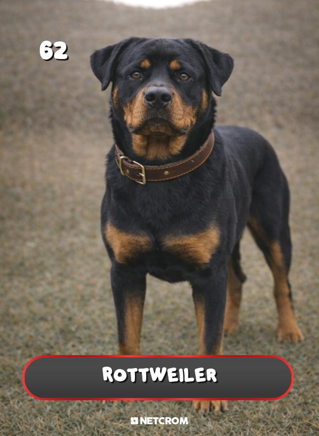 Rottweiler