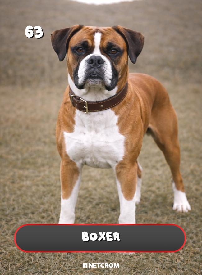 Boxer