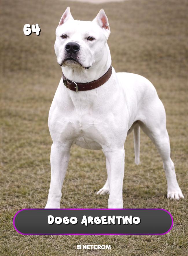 Dogo Argentino