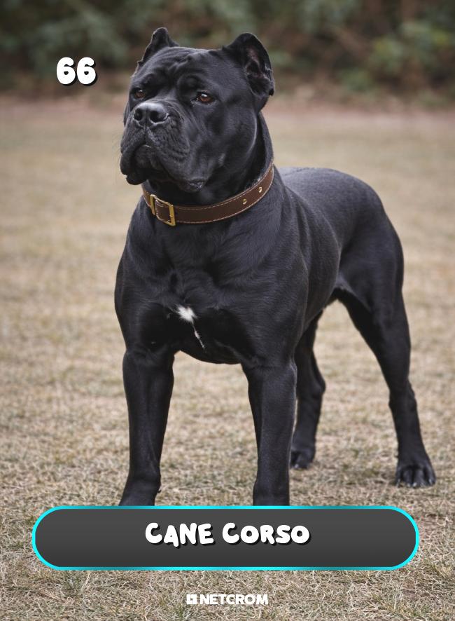 Cane Corso