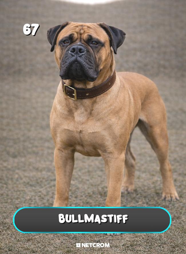 Bullmastiff