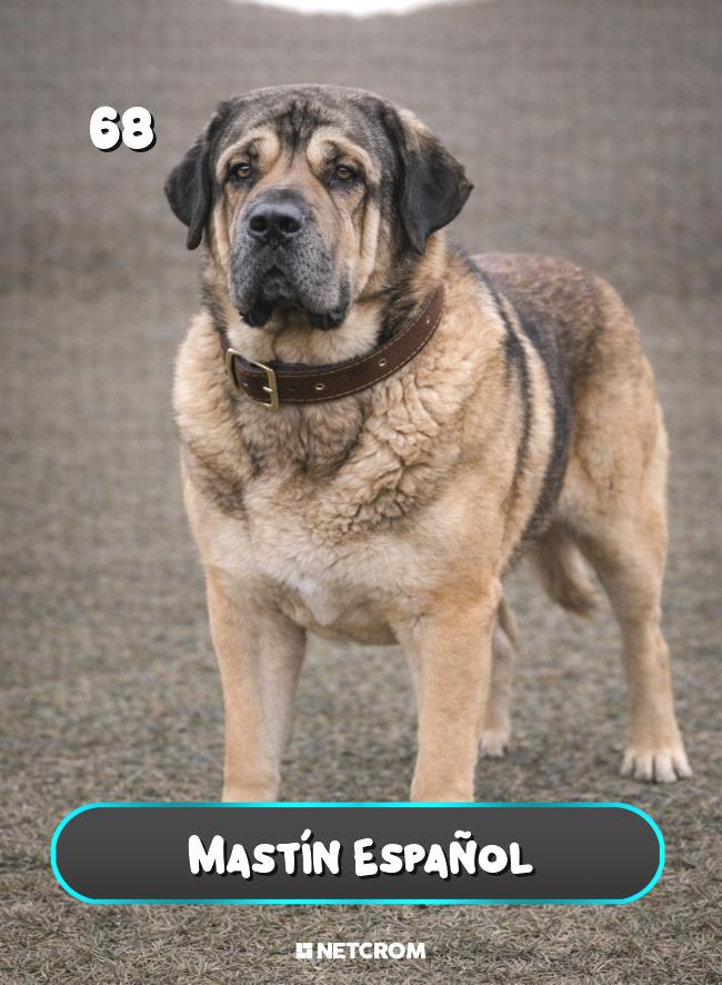 Mastín Español