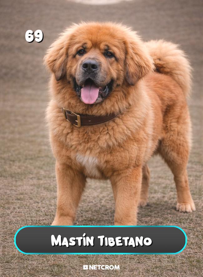 Mastín Tibetano