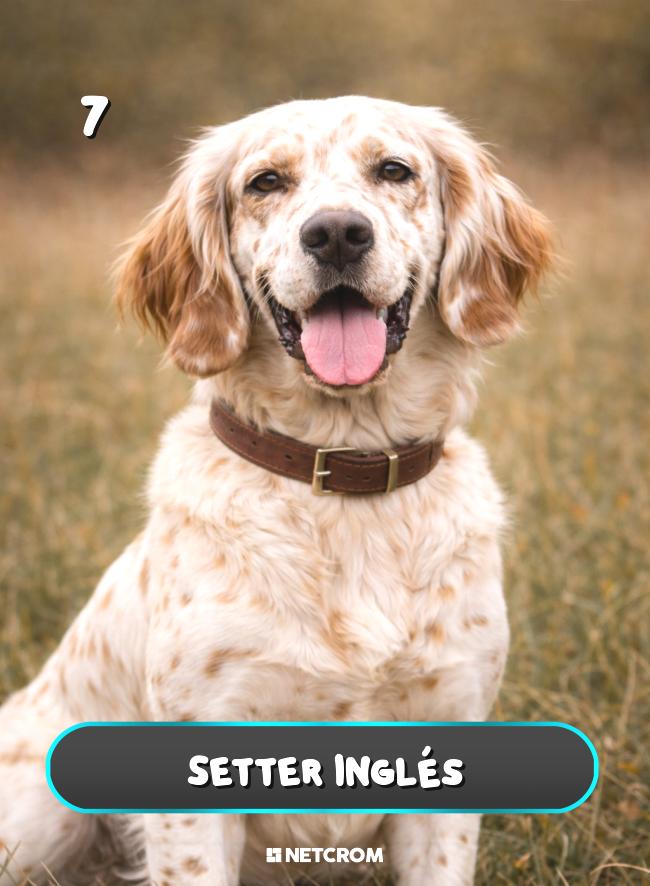 Setter Inglés