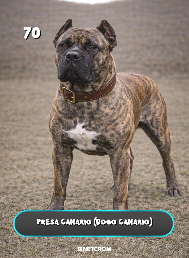 Presa Canario (Dogo Canario)