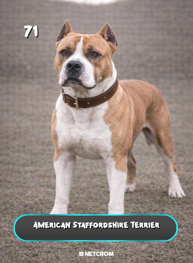 American Staffordshire Terrier