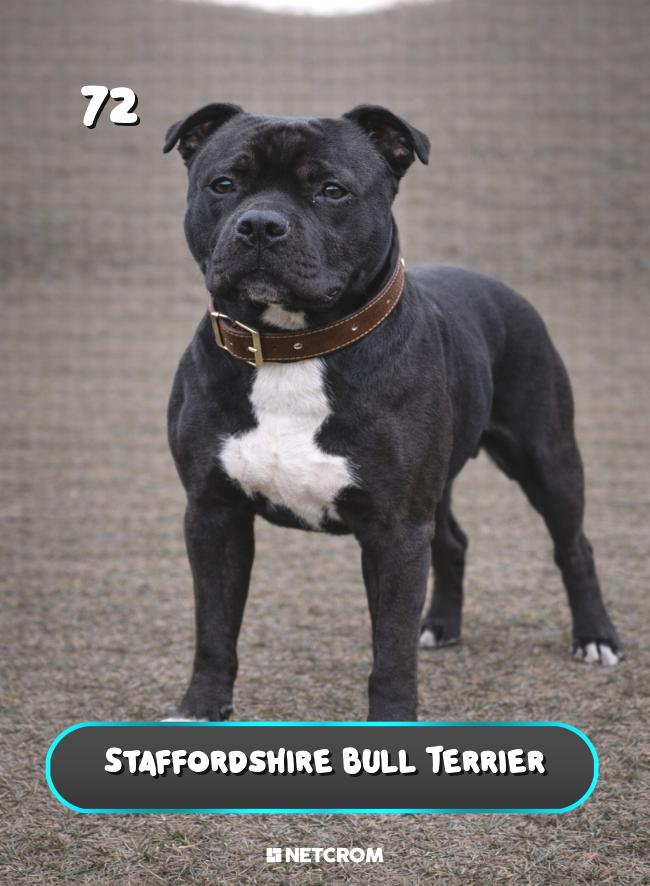 Staffordshire Bull Terrier