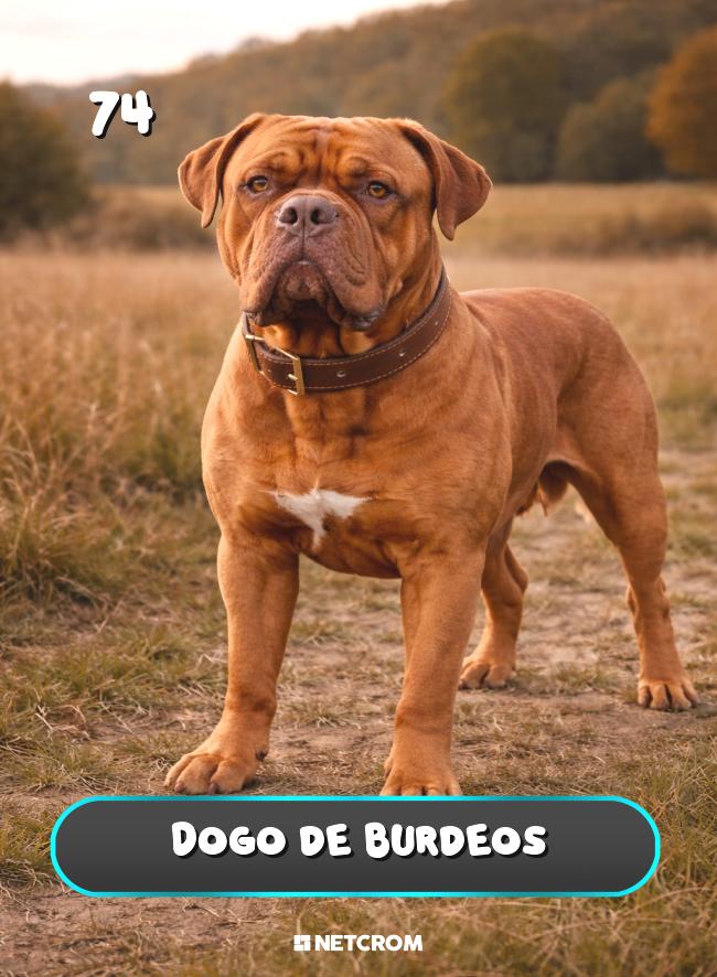 Dogo de Burdeos