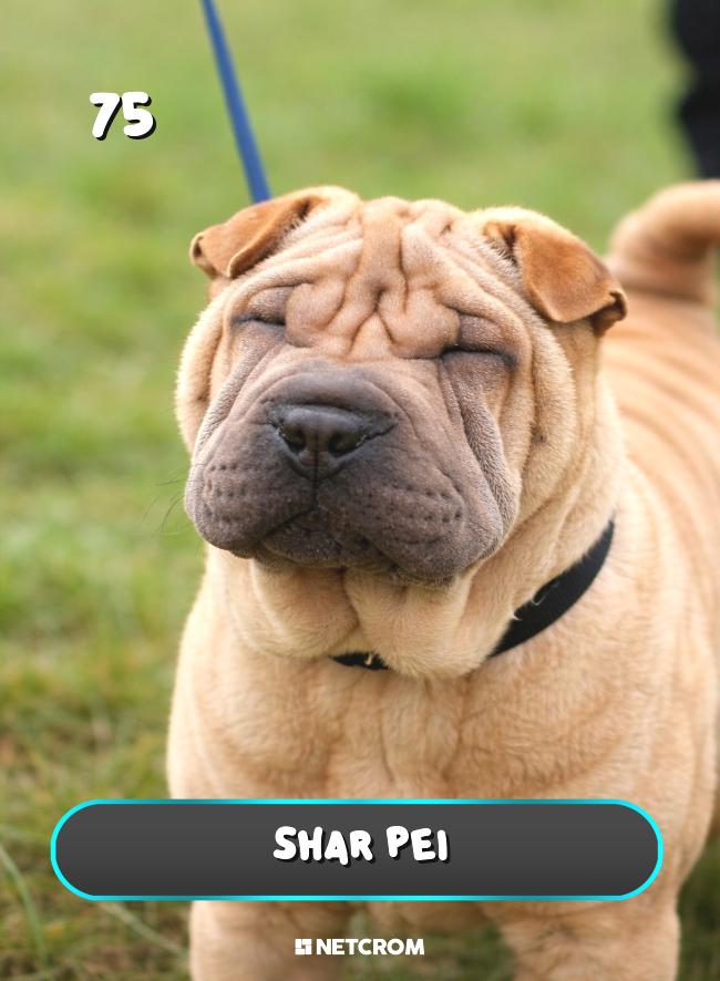 Shar Pei