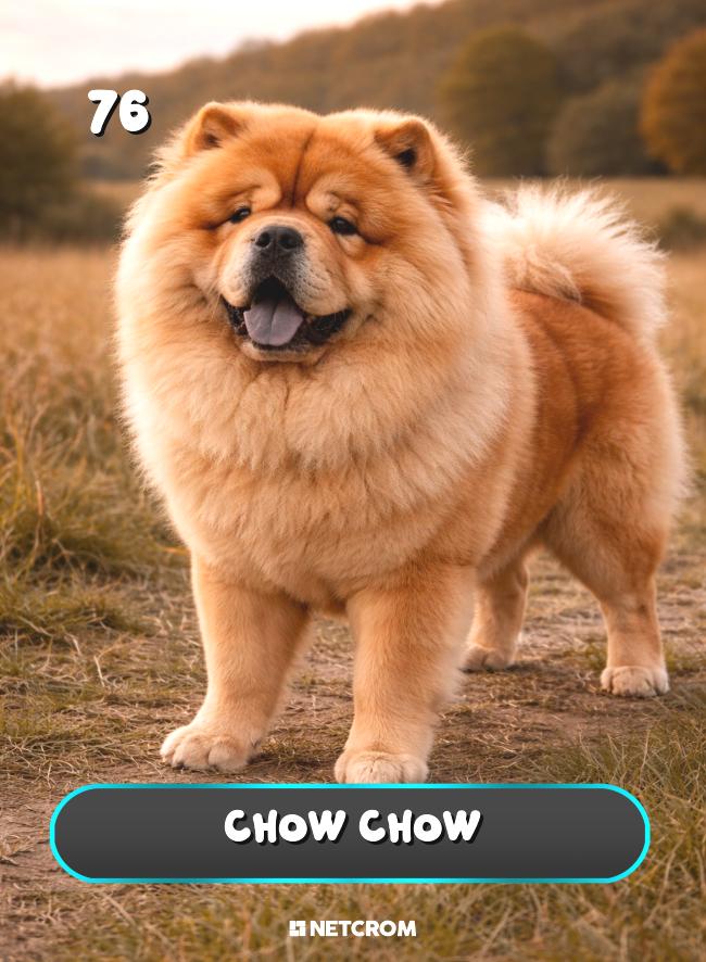Chow Chow