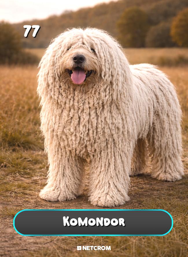 Komondor