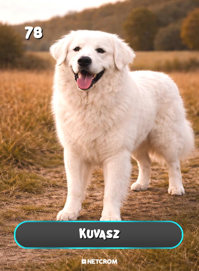 Kuvasz
