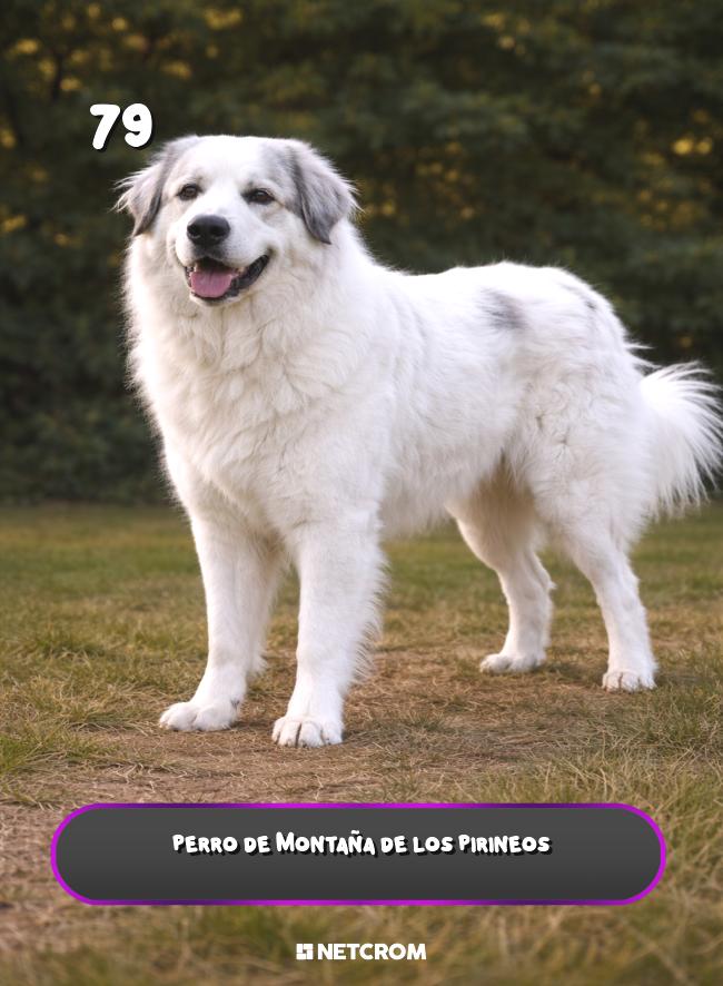 Perro de Montaña de los Pirineos