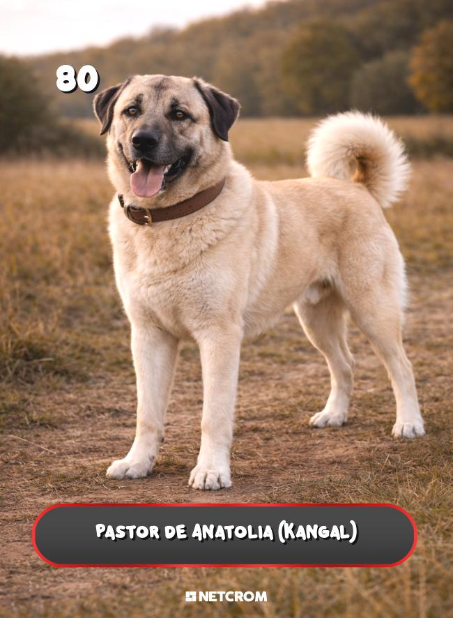 Pastor de Anatolia (Kangal)
