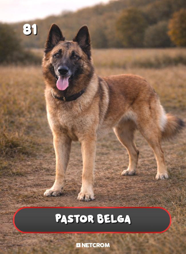 Pastor Belga