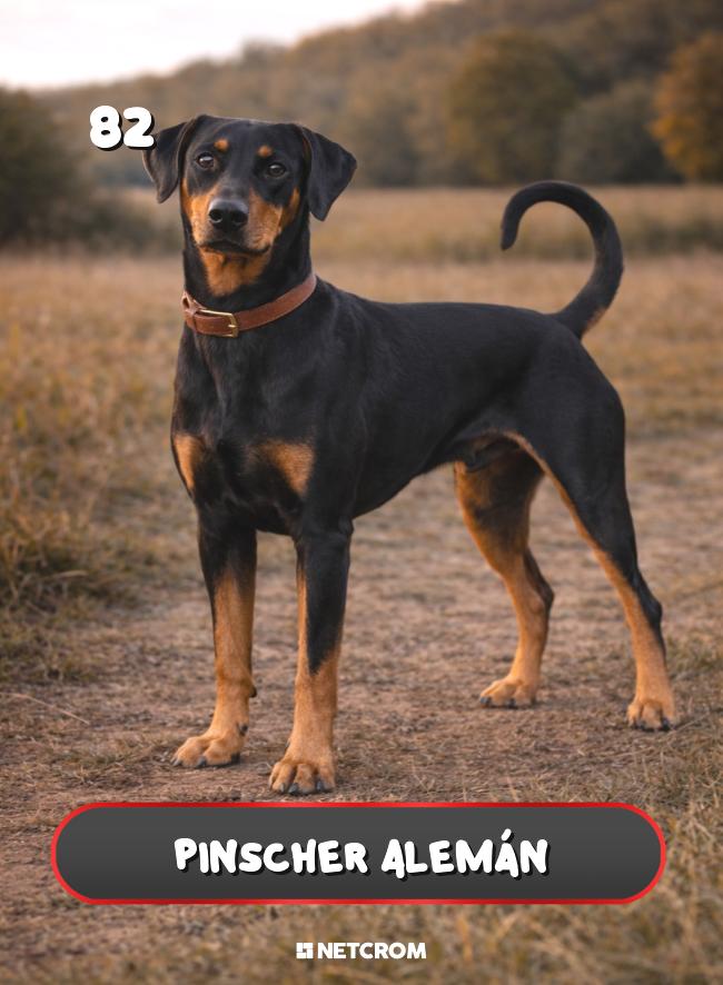 Pinscher Alemán