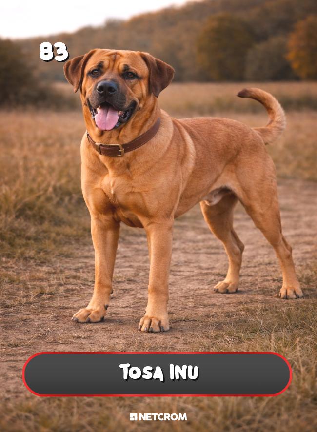 Tosa Inu