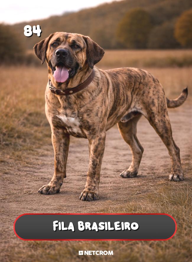 Fila Brasileiro