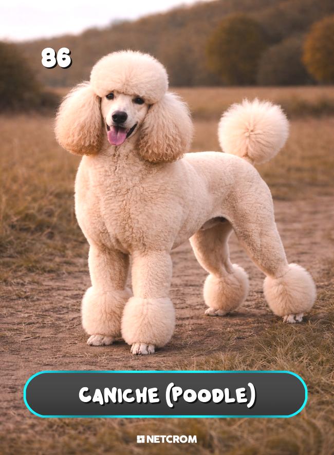 Caniche (Poodle)