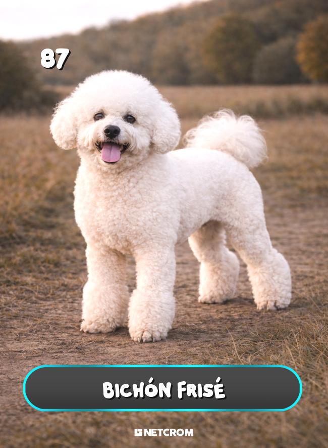 Bichón Frisé
