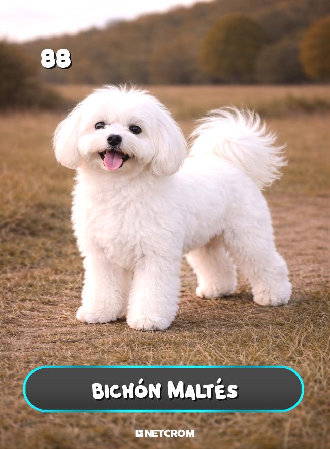 Bichón Maltés