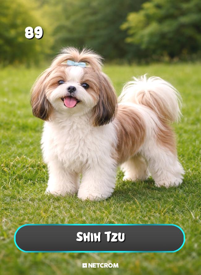 Shih Tzu