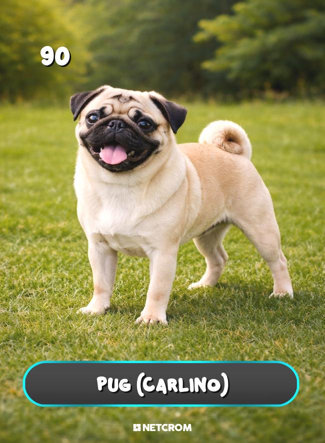 Pug (Carlino)