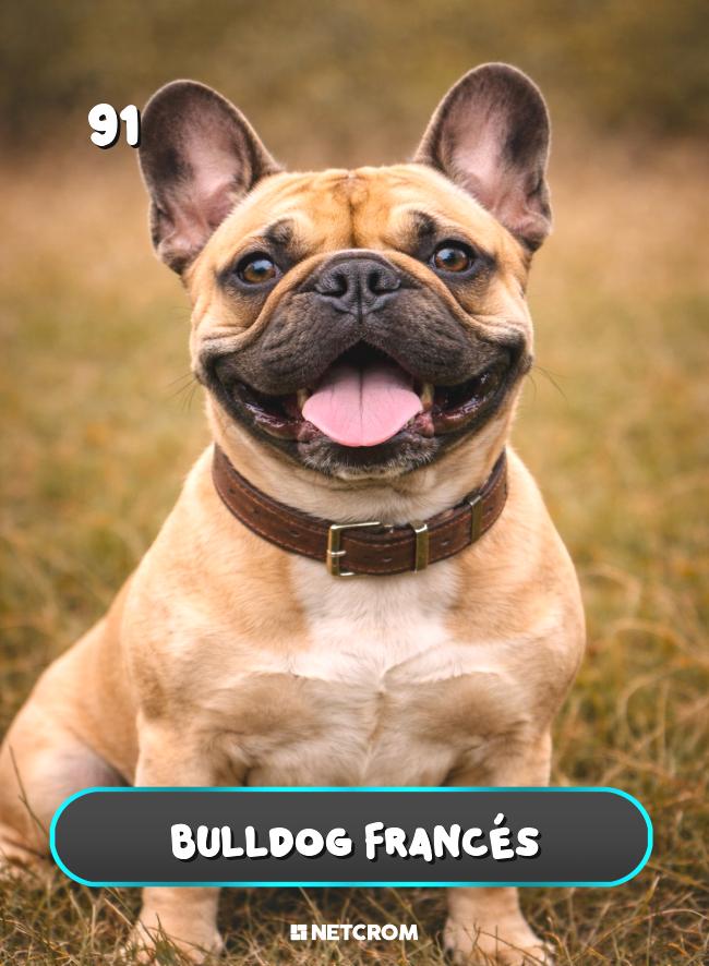Bulldog Francés