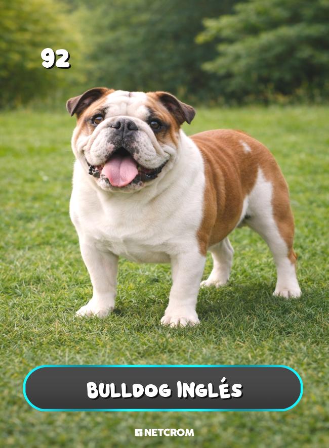 Bulldog Inglés