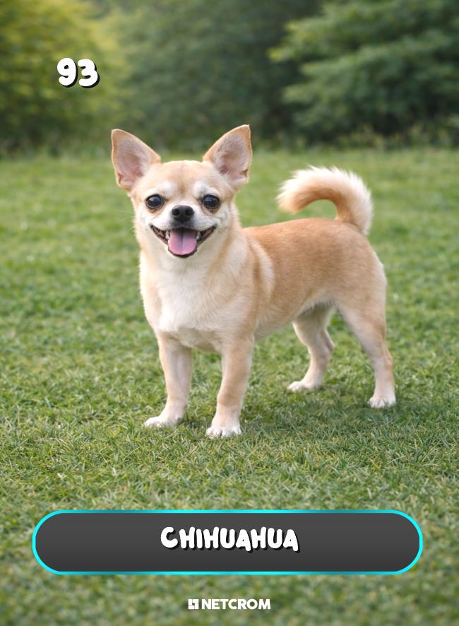 Chihuahua