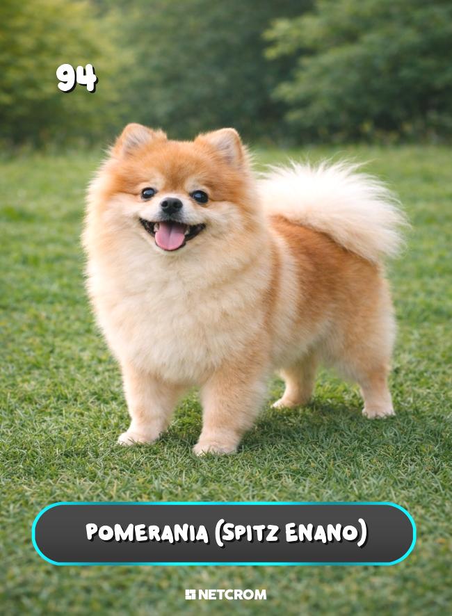 Pomerania (Spitz Enano)