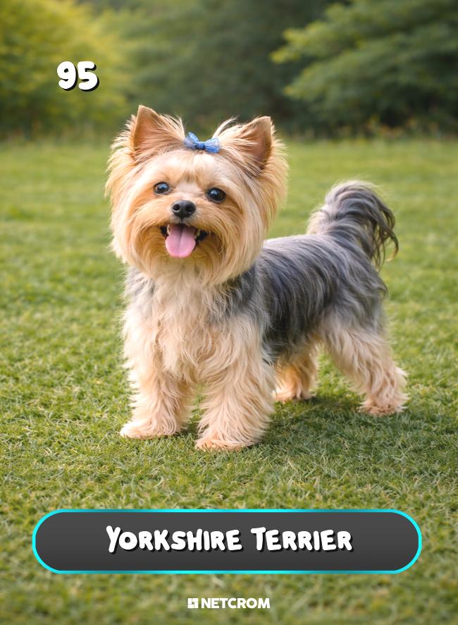 Yorkshire Terrier