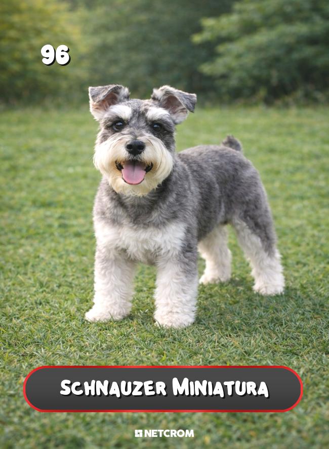 Schnauzer Miniatura