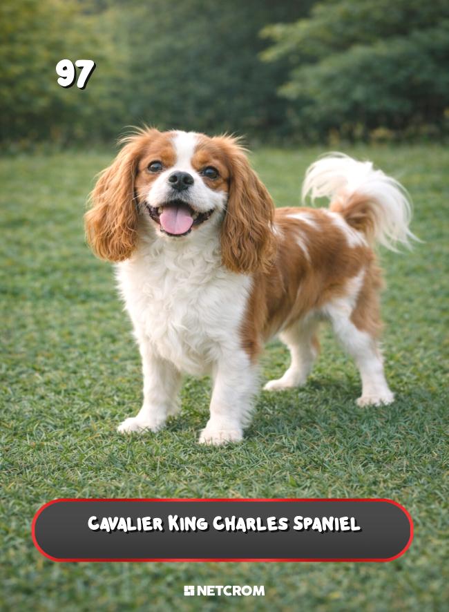 Cavalier King Charles Spaniel