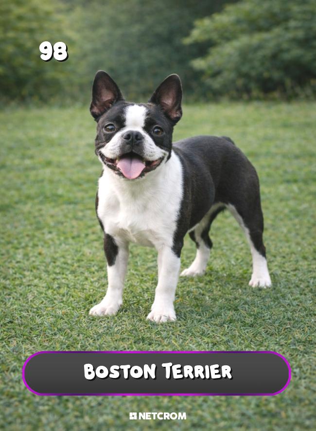 Boston Terrier