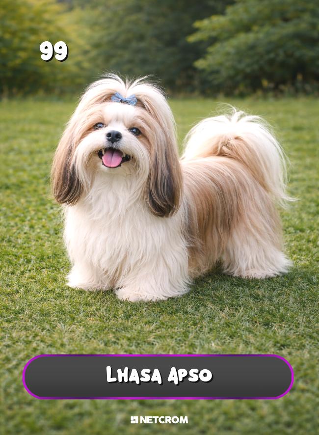 Lhasa Apso