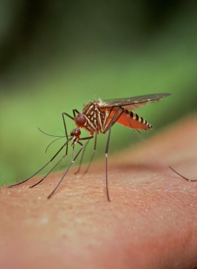 Mosquito