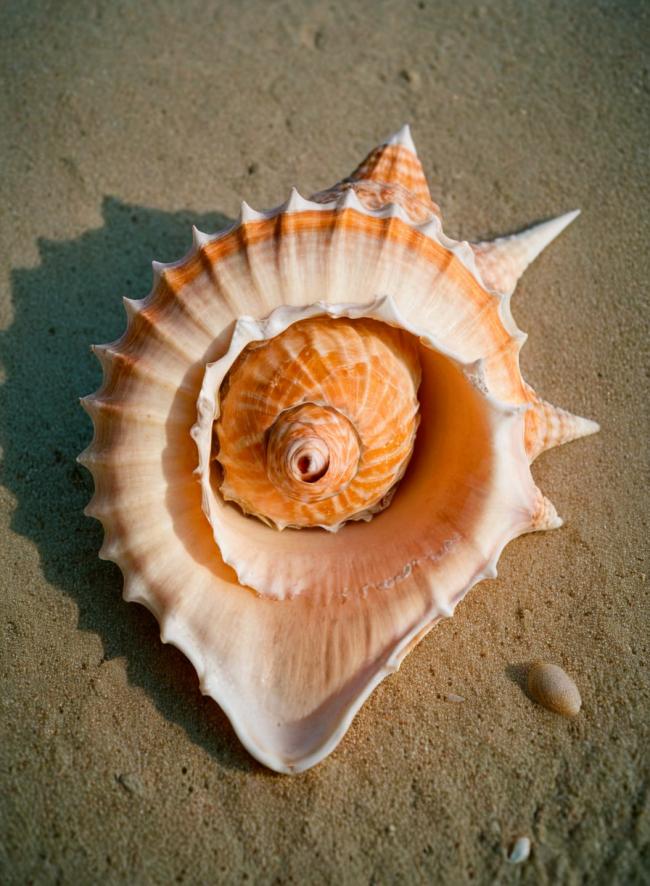 Caracol marino