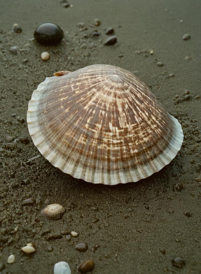 Almeja