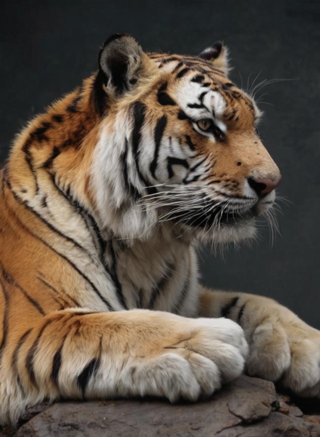 Tigre Siberiano