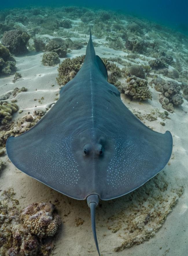 Manta raya