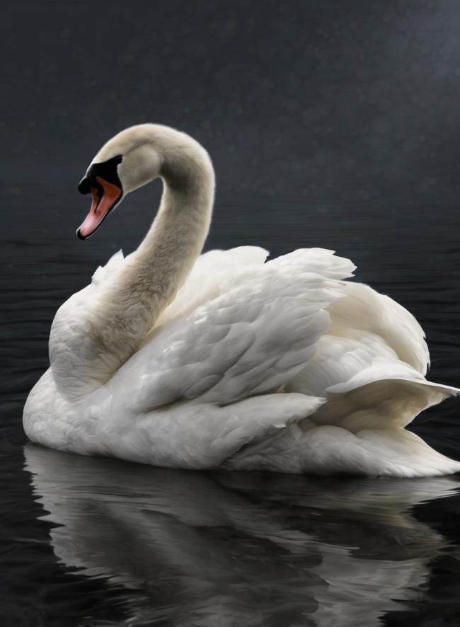Cisne
