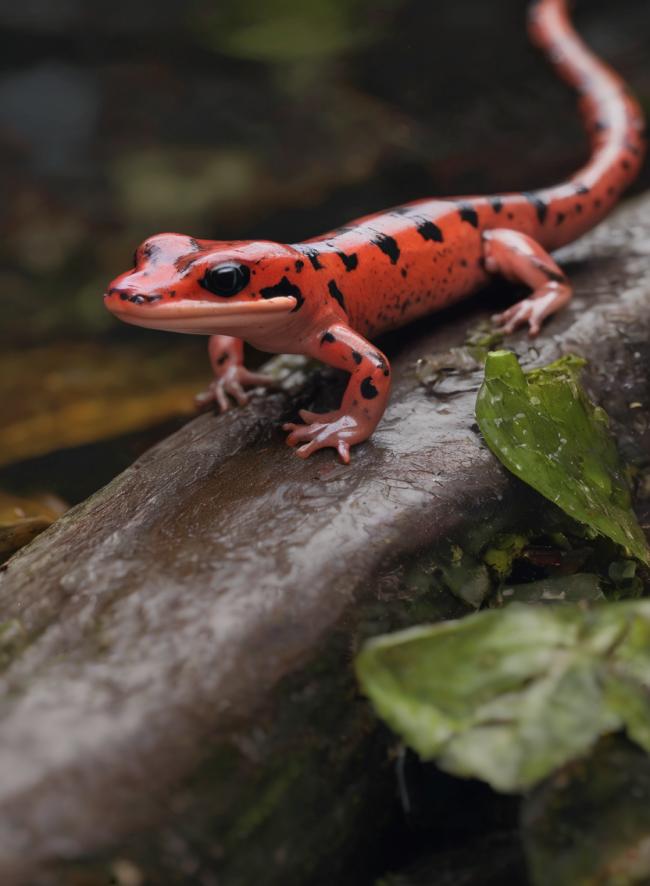 Plethodon cinereus