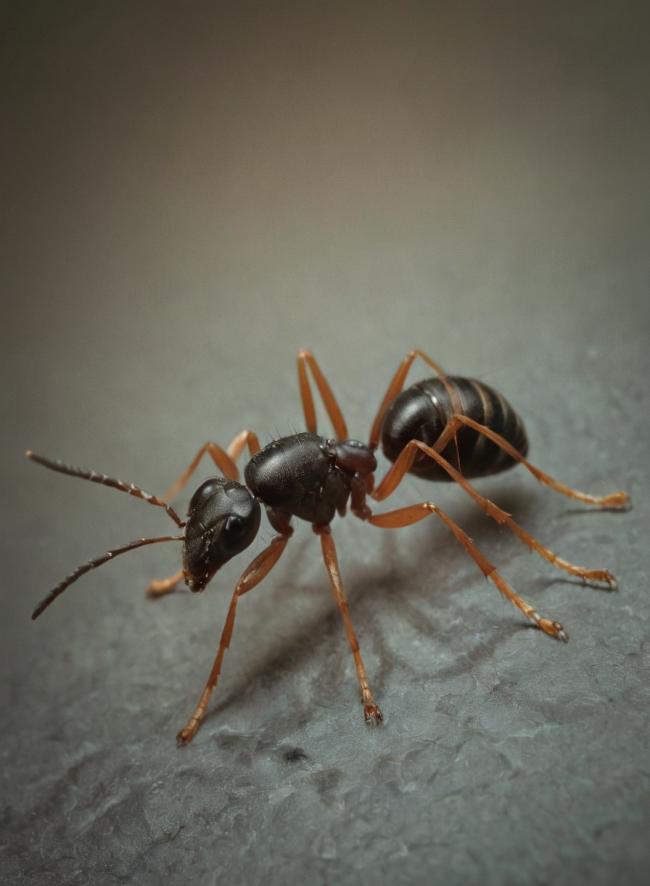 Hormiga